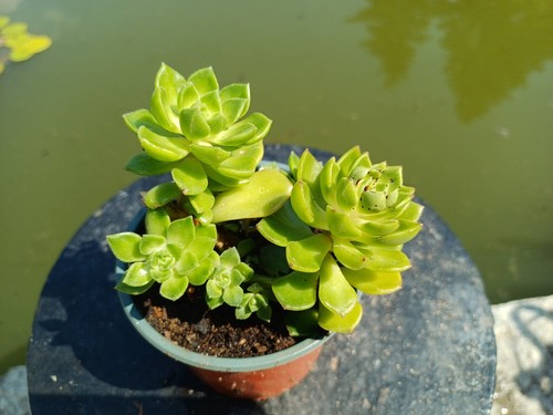 Aeonium castello paivae bolle - aeonium,