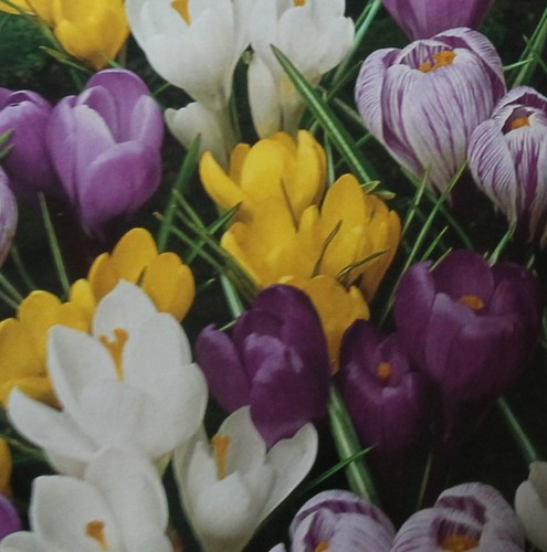 100 blumenzwiebeln - 20,50,100,
