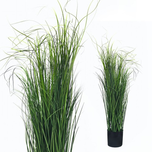 Wiesenschilfgras cm - wiesenschilfgras,
