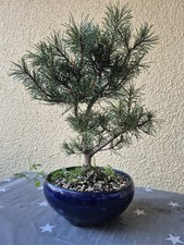 Bonsai Outdoor,  Haken Kiefer