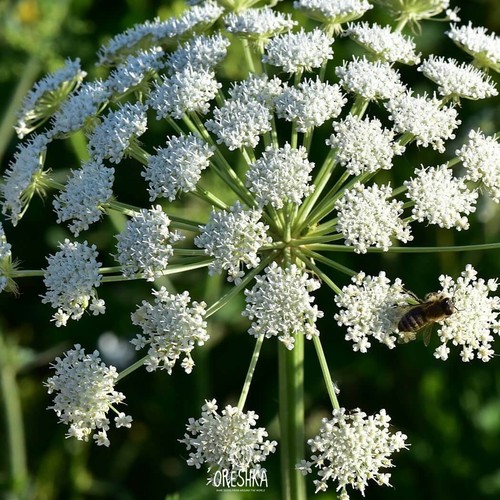 Angelica sylvestris frische - angelica,