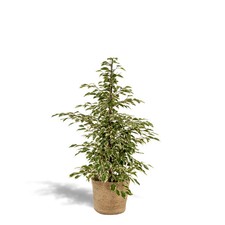Ficus benjamina Twilight –
