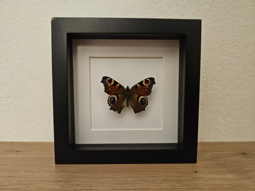 Tagpfauenauge aglais echter - io,