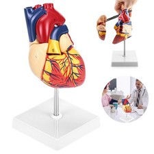 ANATOMIE HERZ Herzmodell