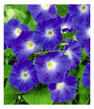 Trichterwinde blue hardy 1 - trichterwinde, 'blue