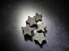 Crinoid star fossil 30 - fossil,