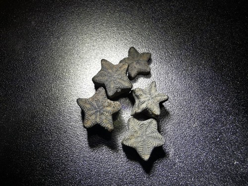 Crinoid star fossil - star,