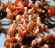 SAMEN Sämereien Wintergarten