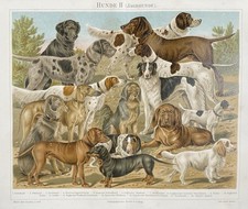 Originalgrafik Fauna/Tiere