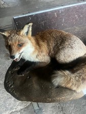 Fuchs Tierpräparat