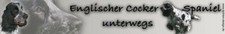 ENGLISCHER COCKER SPANIEL