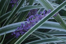 Getestet! Canon neues FD 35 mm