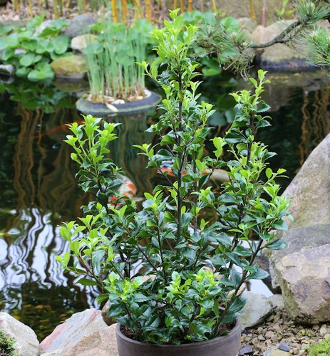 Stechpalme ilex heckenstar - stechpalme,