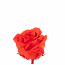 12er-Pack Infinity-Bloom Rosenköpfe MINI - light red - Kopf-Ø ca. 3,5 cm