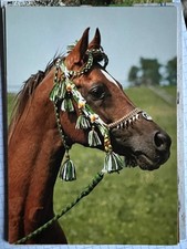Pferdepostkarte AK Postkarte Pferd Araber