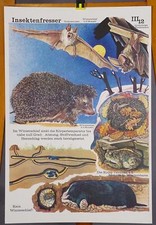 Poster Lehrtafel Plakat Tierwelt Insektenfresser Fledermaus Maulwurf Kröte Igel