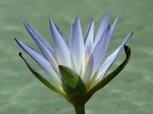 Blaue tropische seerose - tropische, 10