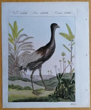 Bertuch Originaldruck Koloriert Vögel Trompetenvogel - 1792