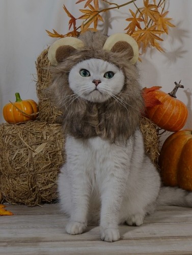 Löwe katze perücke - m,