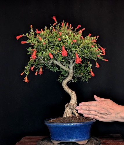 Bonsai granatapfel punica - bonsai,