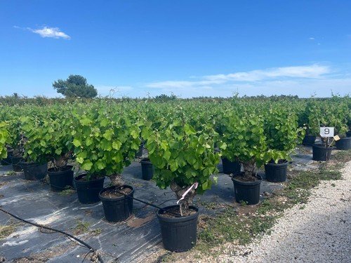 Vitis vinifera monastrell 40 - vitis,