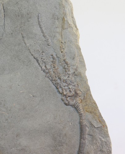 Crinoide abrotocrinus unicus - crinoide,,