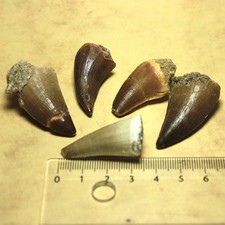 5 Mosasaurus-Zähne ca. 3,5 -