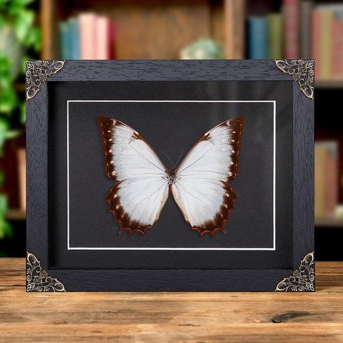 Theseus morpho taxidermy - morpho,