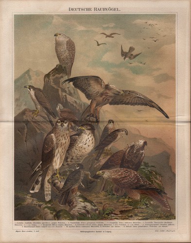 Chromo lithografie 1889 - chromo-lithografie,