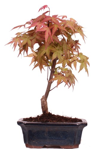 Bonsai acer palmatum deshojo - acer,