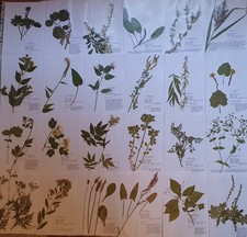 Herbarium 40 Pflanzen