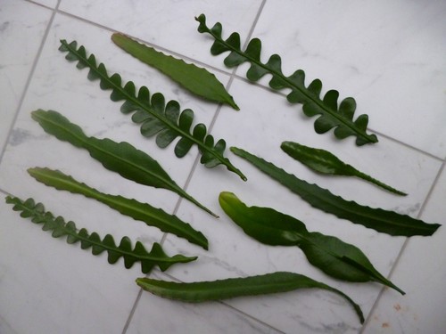 Epiphyllum blattkakteen - ,