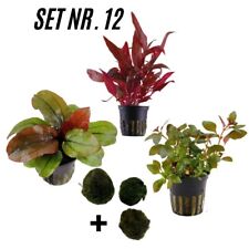 Sahawa 3 Topfpflanzen Set Nr