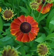 Sonnenbraut Sahins Early