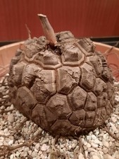 Dioscorea elephantipes 12cm