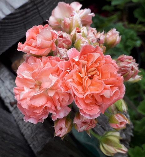 Pelargonie jungpflanze lia - jungpflanze,