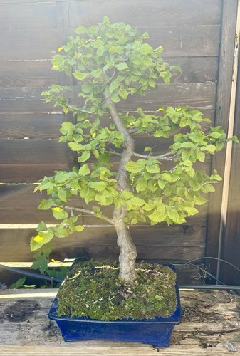 Bonsai hainbuche carpinus - bonsai, (carpinus