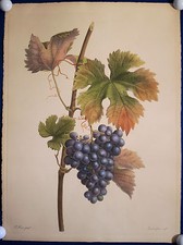WEINTRAUBE BLAUE TRAUBE OBST grosser Kupferstich von Bessa 1900 (1808) Original!