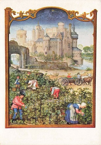 Alte weinlese nach zu - ak,
