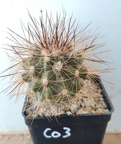 Copiapoa krainziana - , fa