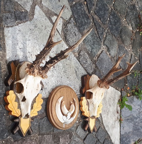 3er set jagdtrophäen - 3er,