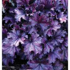 Heuchera "Forever Purple" - Purpurglöckchen "Forever Purple" im Topf 12 cm  - 12