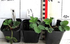 3  Erdbeerpflanzen "Talisman"