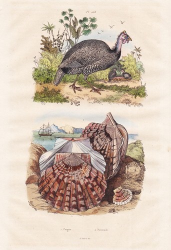 Jakobsmuschel muscheln shells - muscheln,