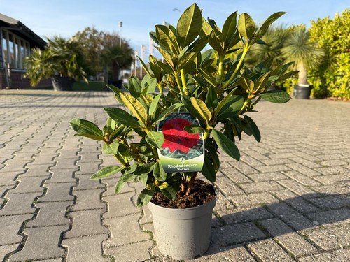 Rhododendron red jack cm - jack, 60 cm
