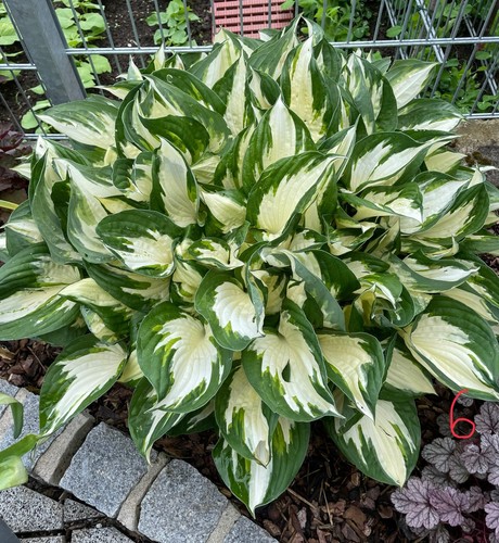 Hosta funkie pflanze - hosta,