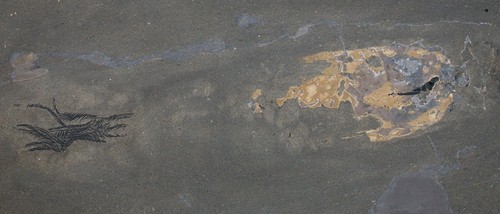 Lias phragmoteuthis belemnit - lias,