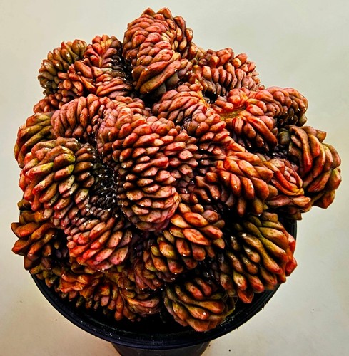 Sehr schöner gymnocalycium - sehr,