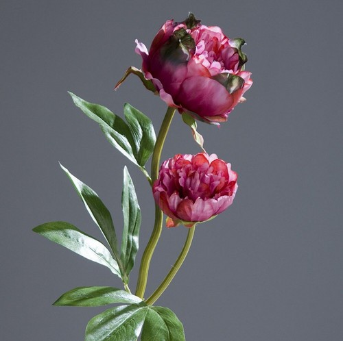 Pfingstrose mit blüten 60cm - pfingstrose,