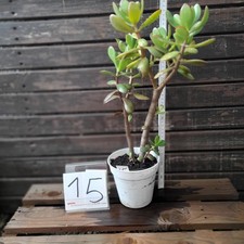 Geldbaum Pfenningbaum Crassula